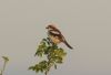Woodchat Shrike at Two Tree Island (West) (Steve Arlow) (85761 bytes)